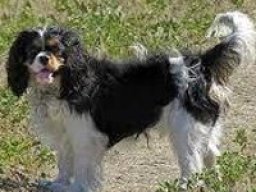 king_charles_spaniel_20211130_1215251072